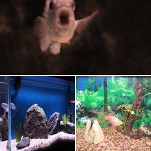 My Aquariums