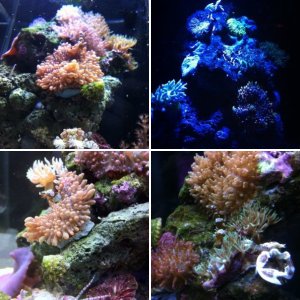 2.5 Gal Fluval Peco Reef