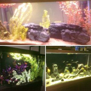 Some of my tanks
