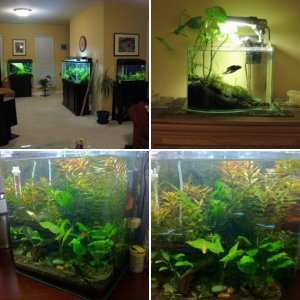 Fish tanks
