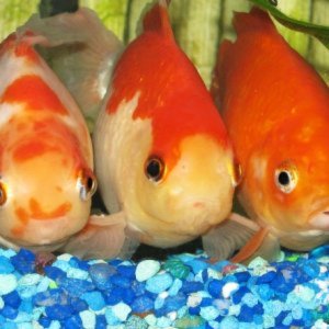 Goldfish are quite sociable beings.