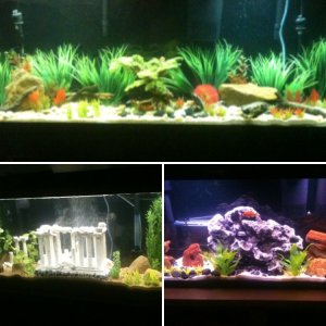 My 55g Aquariums