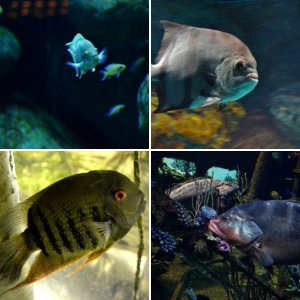 Baltimore Aquarium - SA Cichlids