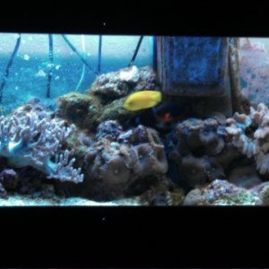 my 55 gal reef tank