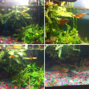 fish tank improving
