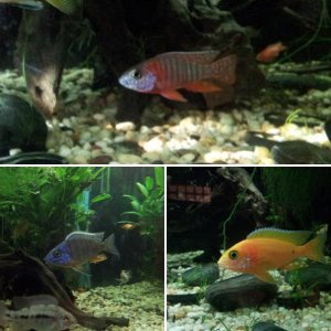 First go at cichlids after years of marine