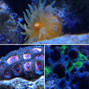 Awesome LPS corals