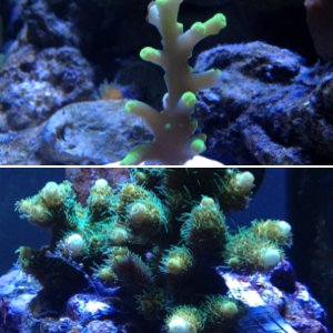 SPS corals