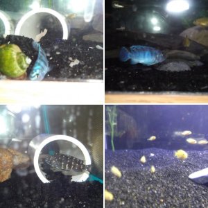 Some of my Fish