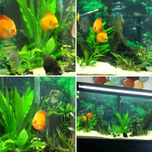 90g discus planted tank