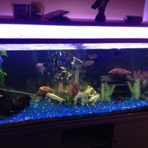 My 5ft tropical aquarium