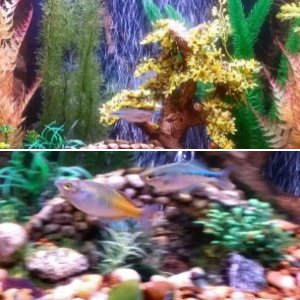 Rainbowfish Tank