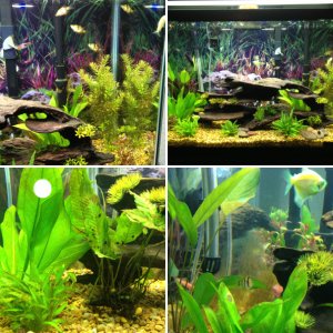 Arod fish tank