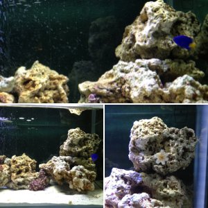My current aquarium
