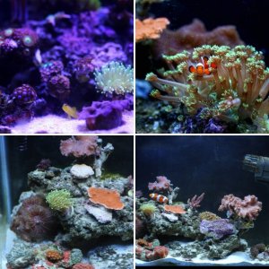 Nano Reef: 20 gallon