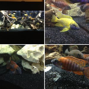 Updated pics of my 75 African Cichlid tank
