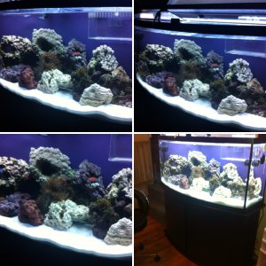 75g bowfront reef