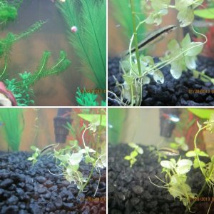 Fish Plants Inverts Etc