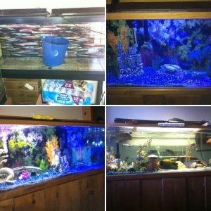 My 150 gallon tank and 77 and 2 55