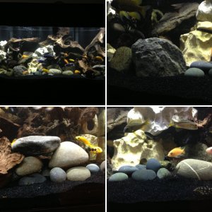 African tank as of 2/25/2013