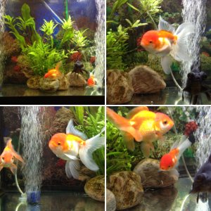 Goldfish March 2013