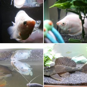 Some of my fish :)