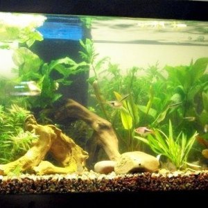 My planted tanks