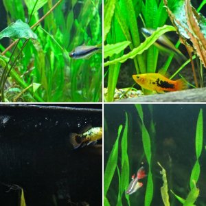 Fish in my tank