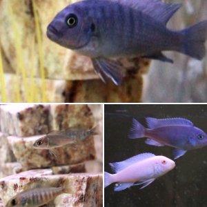 ID these cichlids Please