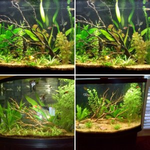36 Gal Bow Front-My First Planted Aquarium