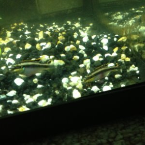My Fishies