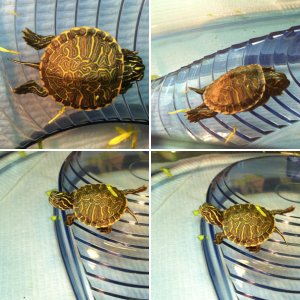 Yellow-Bellied Slider <rescue>