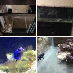 Our aquarium