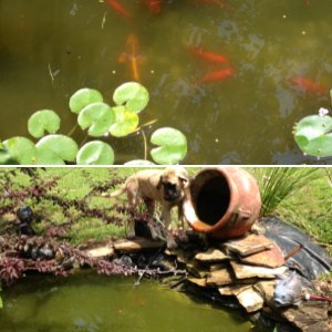 Koi and Goldfish Pond