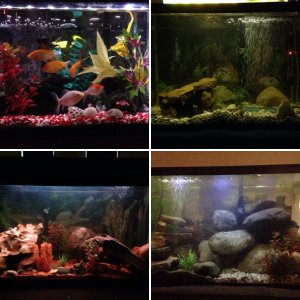 My aquariums