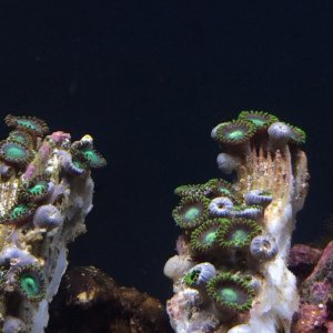 My Corals