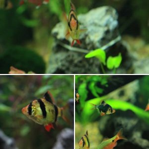 Fish Pics