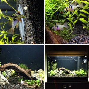 My first planted aquarium