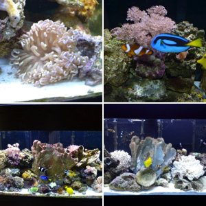90G Mixed Reef