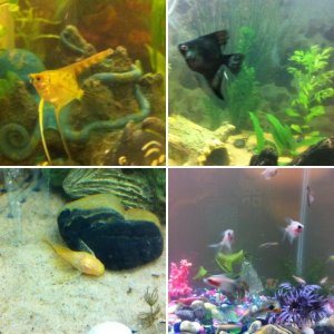 My friendly fish/ frog tanks