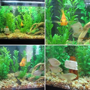 29G freshwater tank - blood parrot cichlid + silver dollars