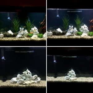 60 Gallon Cichlid Tank Pictures