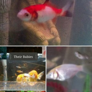 Goldfish Babies & Parents Album