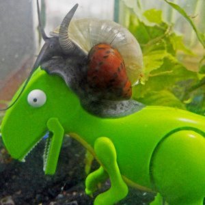 Snail Ride