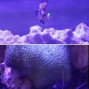 Clownfish Tank <3