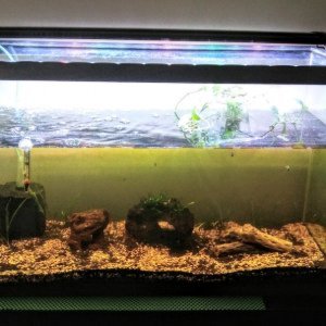 Fishless cycling 27 gallon planted aquarium