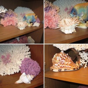 Display corals