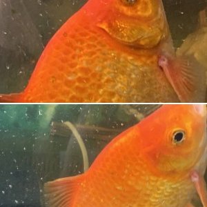Something is wrong with my goldfish