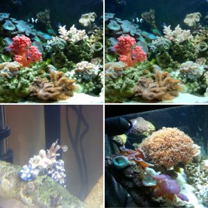 29 gallon biocube coral reef