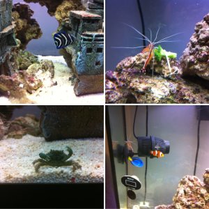our tank :)